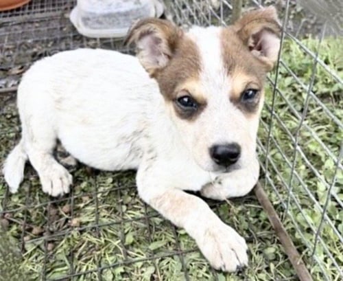 A658340 - Australian Cattle Dog/Blue Heeler available for adoption