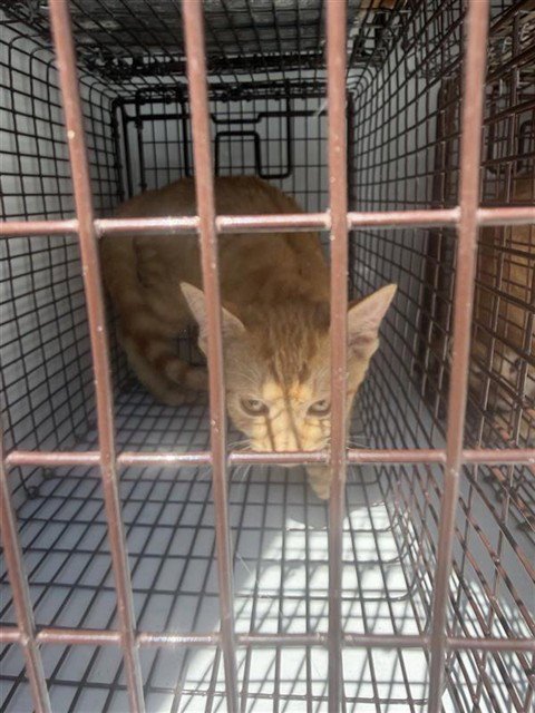A660747 - Domestic Short Hair available for adoption