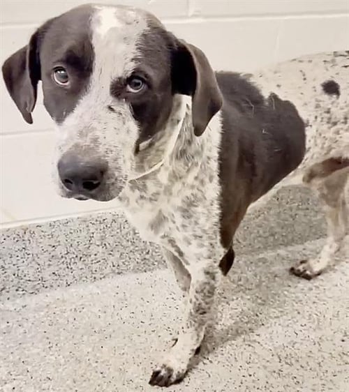 A661090 - German Shorthaired Pointer available for adoption
