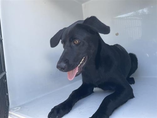INDY - Labrador Retriever available for adoption