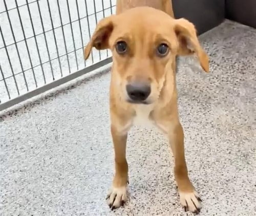 A660686 - Labrador Retriever available for adoption