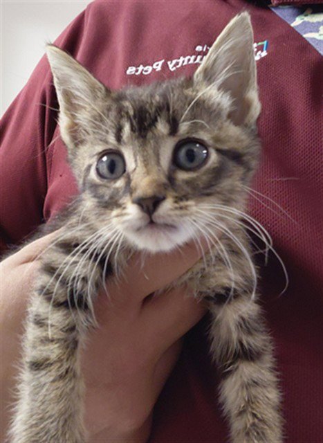 A659516 - Domestic Short Hair available for adoption