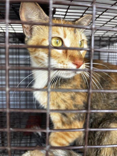 TINA SPAY - Domestic Short Hair available for adoption