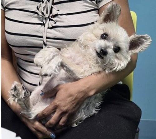 CHEWBAKA - Miniature Schnauzer available for adoption