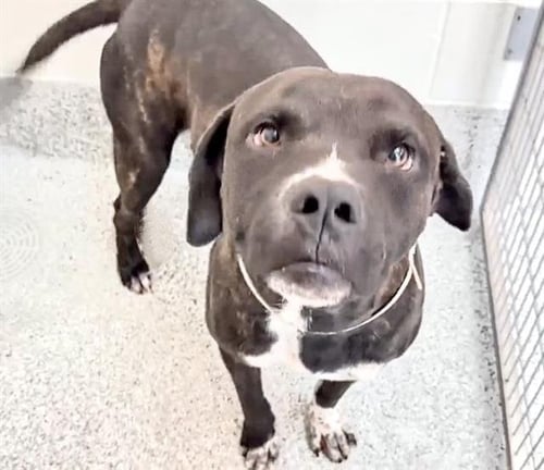 JAMES EARL BONES - Pit Bull Terrier available for adoption