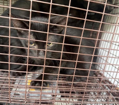 A661210 - Domestic Short Hair available for adoption