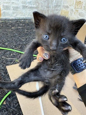 A656054 - Domestic Short Hair available for adoption