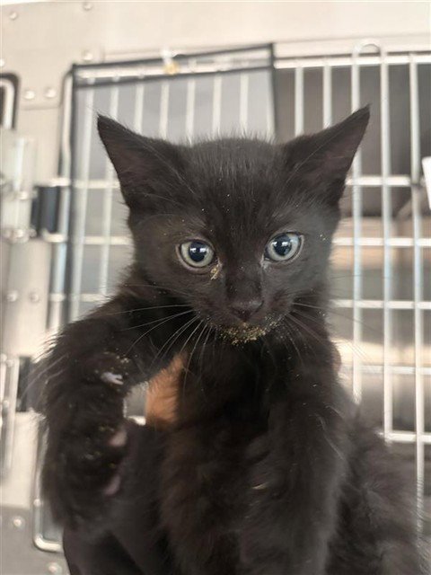 A658309 - Domestic Short Hair available for adoption