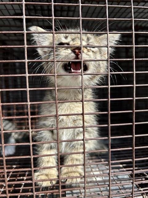 A662614 - Domestic Medium Hair available for adoption