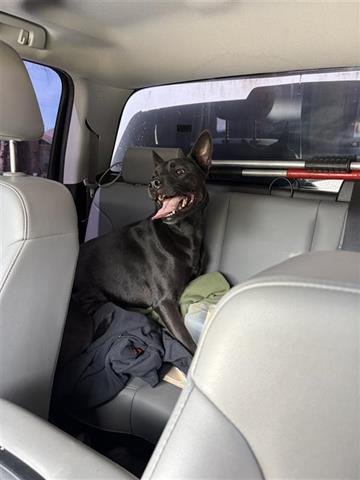 LETTIE - Labrador Retriever available for adoption