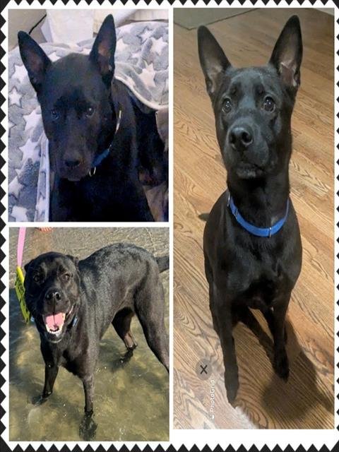 LETTIE - Labrador Retriever available for adoption