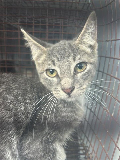 A660914 - Domestic Short Hair available for adoption