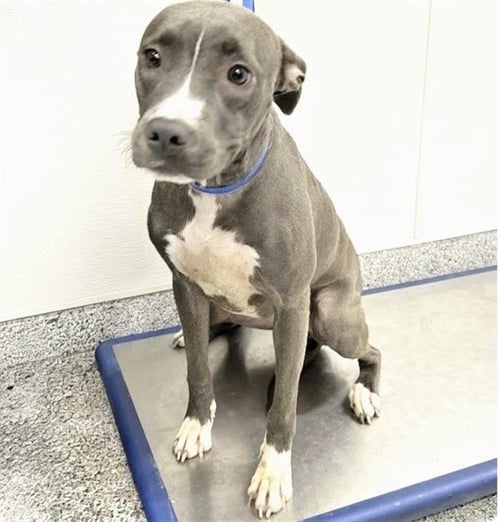 BOSTON - Pit Bull Terrier available for adoption