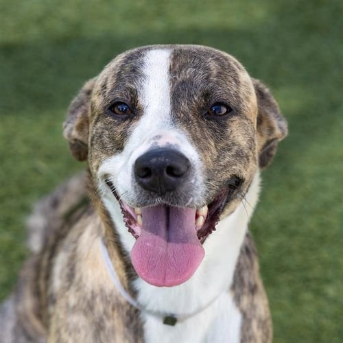 SARAH JESSICA BARKER - Labrador Retriever available for adoption
