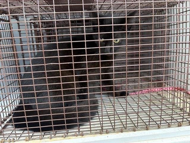 A650582 - Domestic Short Hair available for adoption