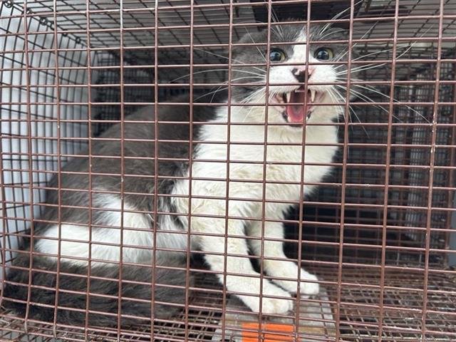 A650484 - Domestic Short Hair available for adoption