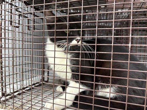 A655438 - Domestic Short Hair available for adoption