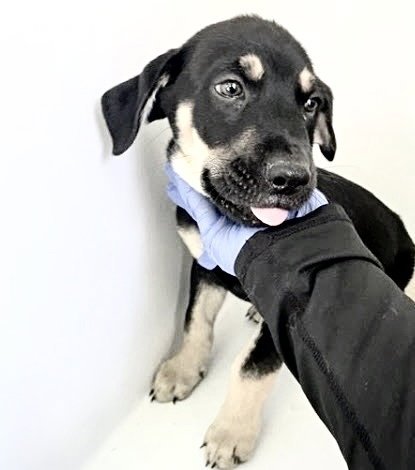 A660428 - Labrador Retriever / Rottweiler available for adoption