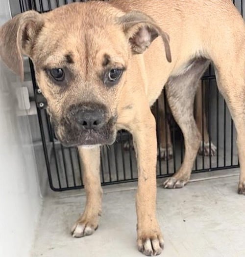 A657825 - Boxer available for adoption