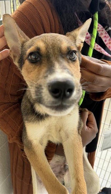 ROCKO - Husky available for adoption