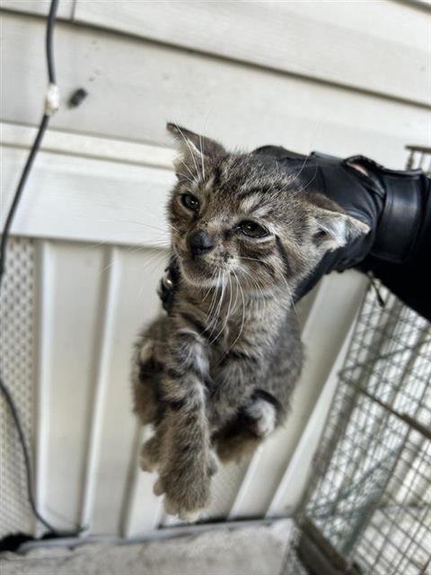A658039 - Domestic Short Hair available for adoption