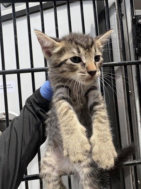 A660826 - Domestic Medium Hair available for adoption