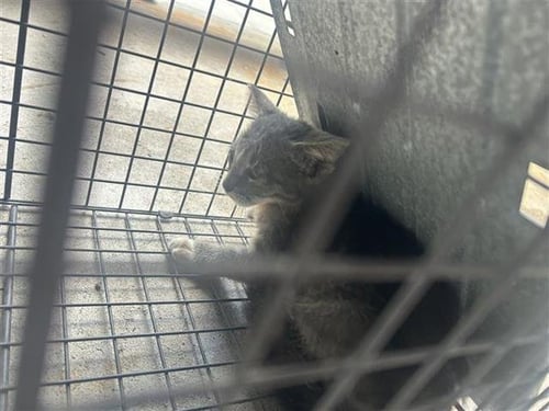 A657594 - Domestic Short Hair available for adoption