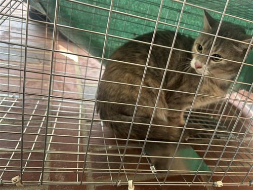A661042 - Domestic Medium Hair available for adoption