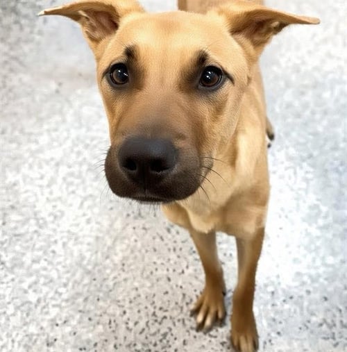BUNNY - Black Mouth Cur / Belgian Shepherd Malinois available for adoption