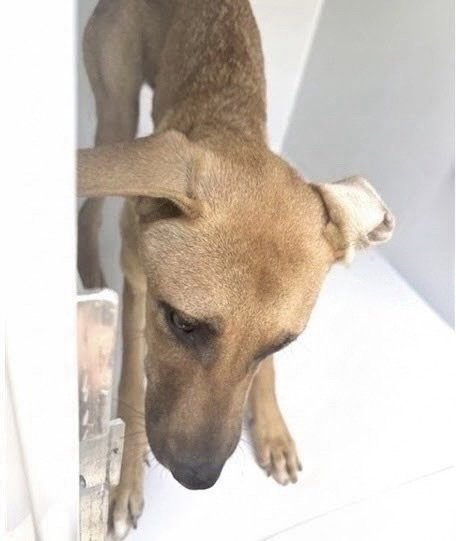A660542 - Black Mouth Cur / Belgian Shepherd Malinois available for adoption