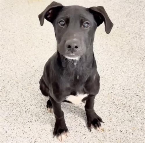 GIGI - Labrador Retriever available for adoption