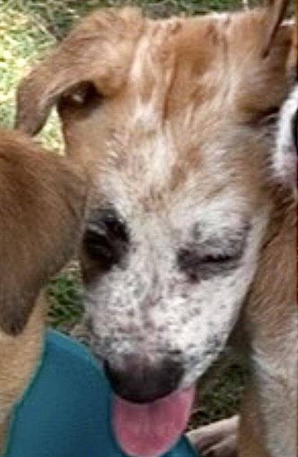 A661509 - Australian Cattle Dog/Blue Heeler available for adoption