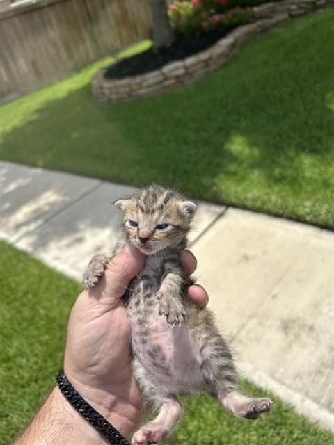 VIKING - Domestic Short Hair available for adoption