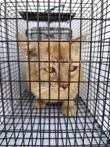 A650417 - Domestic Short Hair available for adoption