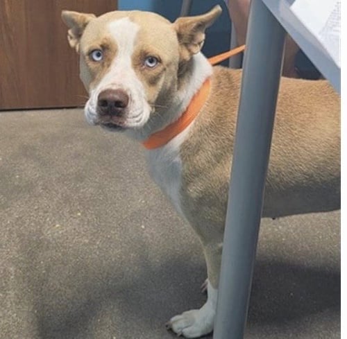 LULA - Labrador Retriever / Pit Bull Terrier available for adoption