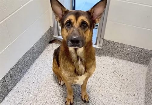 GOOSE - Belgian Shepherd Malinois / Labrador Retriever available for adoption