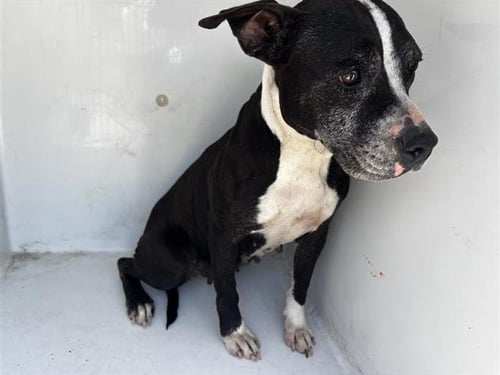 TAYLOR - Pit Bull Terrier available for adoption
