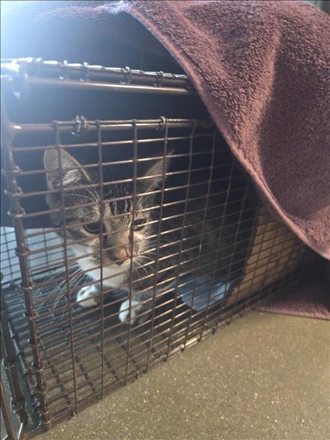 A650538 - Domestic Short Hair available for adoption