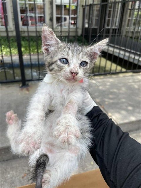 A658807 - Domestic Medium Hair available for adoption