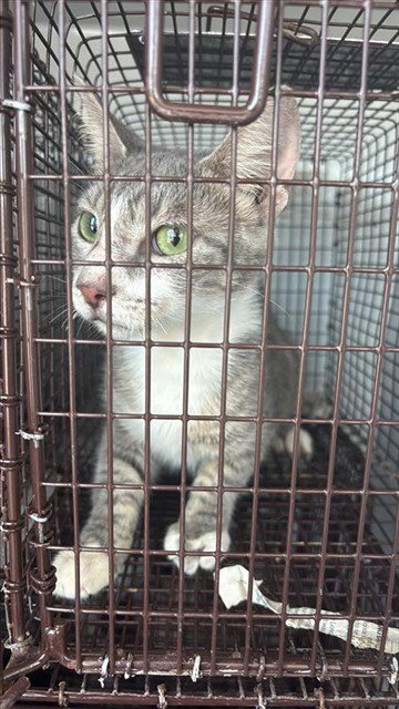 PEARL - Domestic Short Hair available for adoption