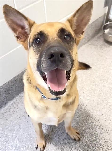 TANK - German Shepherd Dog available for adoption