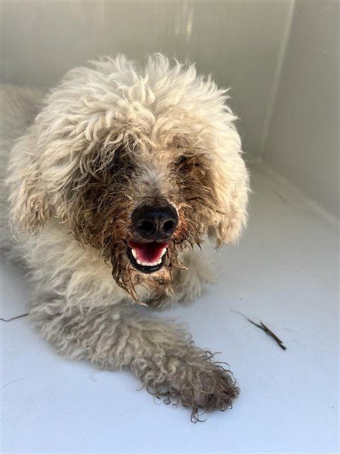 A662241 - Poodle (Miniature) available for adoption