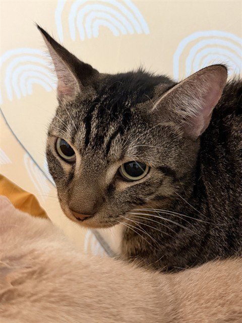 CASSANOVA - Domestic Short Hair available for adoption