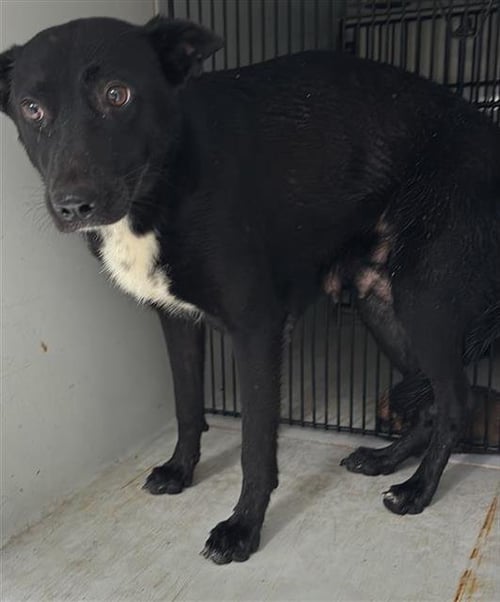 A657309 - Australian Kelpie available for adoption