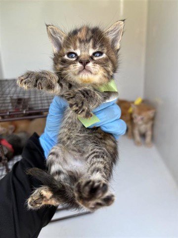 A656134 - Domestic Short Hair available for adoption
