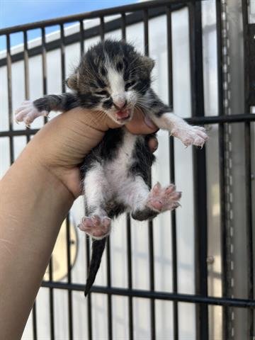A653375 - Domestic Short Hair for adoption in The Woodlands