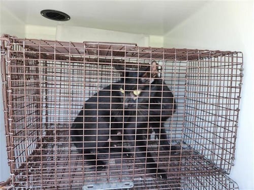 A660865 - Domestic Short Hair available for adoption