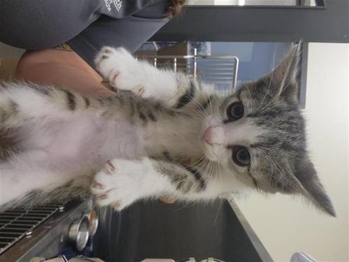 A657397 - Domestic Short Hair available for adoption