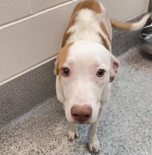 A660191 - Labrador Retriever available for adoption