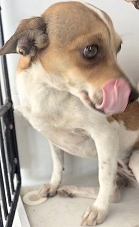 BAILEY - Chihuahua available for adoption